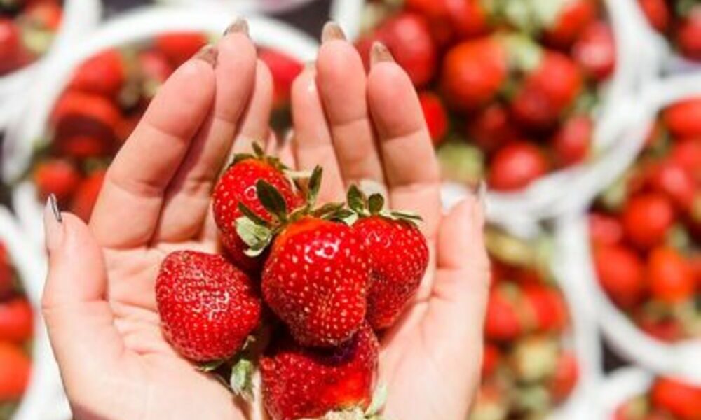 berry-bliss:-your-guide-to-the-best-u-pick-strawberry-farms!